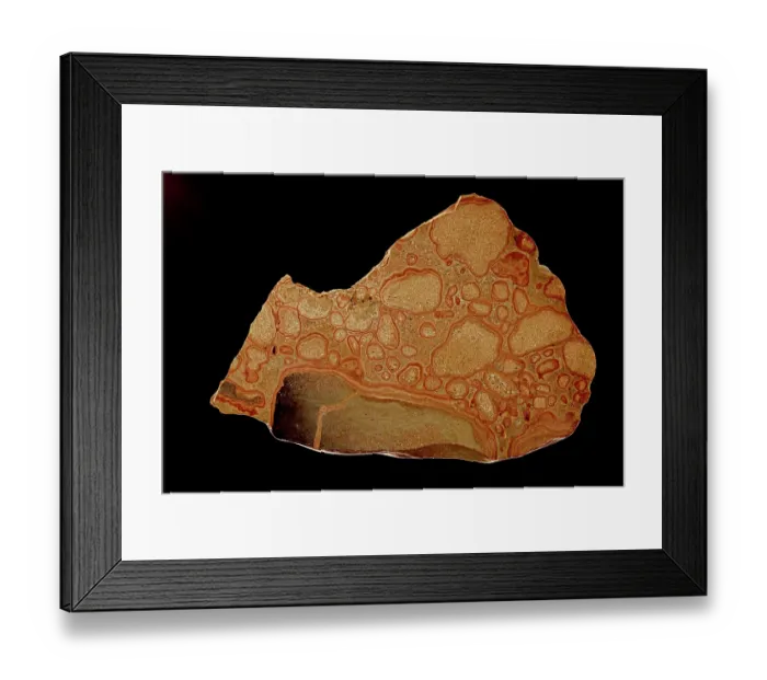 Framed Print : Stromatolite fossil, Pleistocene, polished cross section, oncolytic stromatolite, created by blue green algae or cyanophytes, from Shark Bay, Western Australia Framed Print : Stromatolite fossil, Pleistocene, polished cross section, oncolytic stromatolite, created by blue green algae or cyanophytes, from Shark Bay, Western Australia