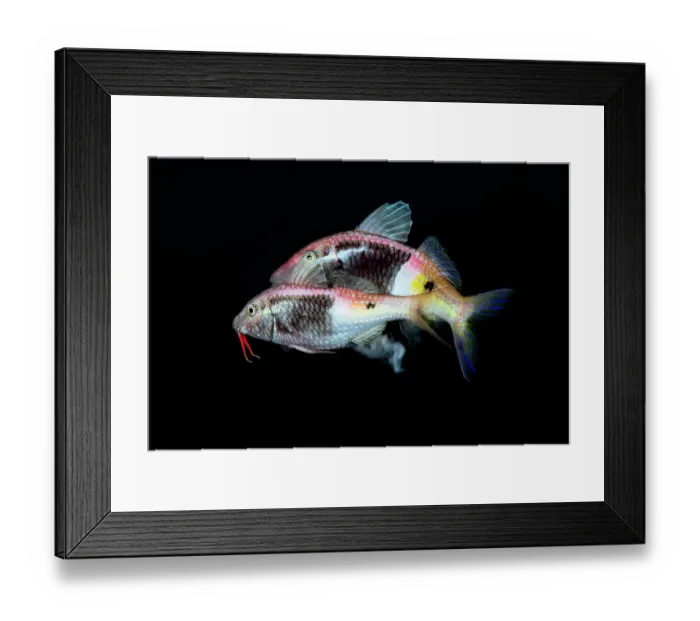 Framed Print : Bicolor goatfish (Parupeneus barberinoides) pair spawning in the early evening. Female in the foreground. Kagoshima Prefecture, Japan, Pacific Ocean Framed Print : Bicolor goatfish (Parupeneus barberinoides) pair spawning in the early evening. Female in the foreground. Kagoshima Prefecture, Japan, Pacific Ocean