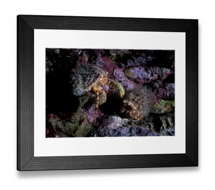 Framed Print : Hermit crab (Pagurus constans) male, grasping a smaller female, behavior that is typical of hermit crabs during reproductive season, Miyagi Prefecture, Japan, Pacific Ocean Framed Print : Hermit crab (Pagurus constans) male, grasping a smaller female, behavior that is typical of hermit crabs during reproductive season, Miyagi Prefecture, Japan, Pacific Ocean