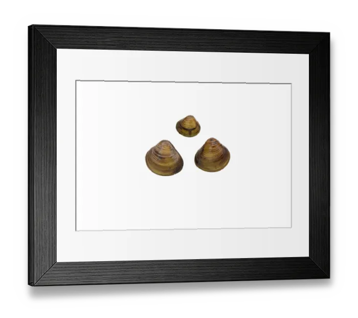 Framed Print : Three Asian clams (Corbicula fluminea) portrait, River Severn, Clevenlode, Worcestershire, England, UK. September Framed Print : Three Asian clams (Corbicula fluminea) portrait, River Severn, Clevenlode, Worcestershire, England, UK. September