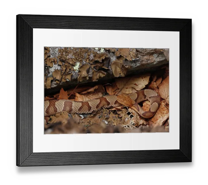 Framed Print : Northern copperhead (Agkistrodon contortrix mokasen) basking, Maryland, USA. July Framed Print : Northern copperhead (Agkistrodon contortrix mokasen) basking, Maryland, USA. July