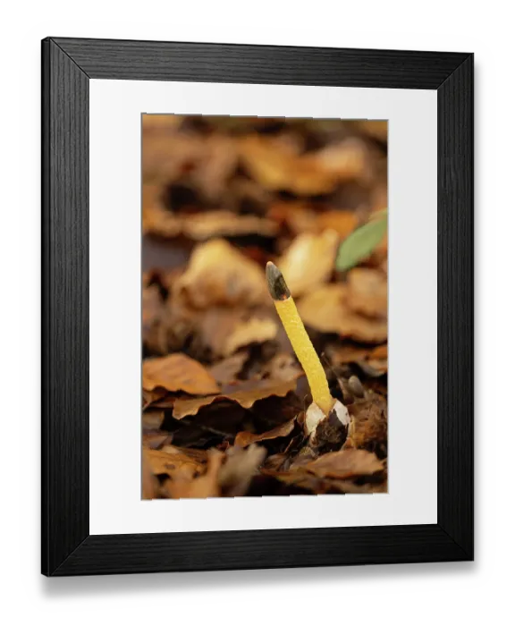 Framed Print : Dog stinkhorn (Mutinus caninus) growing on forest floor, Surrey, England, UK. November Framed Print : Dog stinkhorn (Mutinus caninus) growing on forest floor, Surrey, England, UK. November
