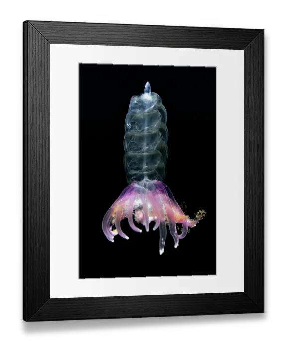 Framed Print : Hula skirt siphonophore (Physophora hydrostatica) portrait, Shizuoka Prefecture, Japan, Pacific Ocean Framed Print : Hula skirt siphonophore (Physophora hydrostatica) portrait, Shizuoka Prefecture, Japan, Pacific Ocean