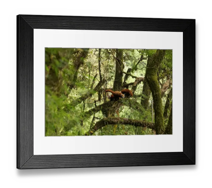 Framed Print : Red panda (Ailurus fulgens) female with two cubs in tree, Singalila National Park, Himalayas, Nepal. Endangered Framed Print : Red panda (Ailurus fulgens) female with two cubs in tree, Singalila National Park, Himalayas, Nepal. Endangered