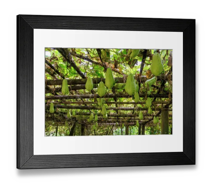Framed Print : Cultivation of Chayote (Sechium edule) hanging fruits, Naya Bazar, Maijogmai rural municipality in Ilam, Nepal Framed Print : Cultivation of Chayote (Sechium edule) hanging fruits, Naya Bazar, Maijogmai rural municipality in Ilam, Nepal