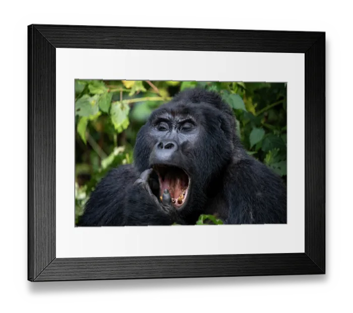 Framed Print : RF - Mountain gorilla (Gorilla beringei beringei) yawning, portrait, Bwindi Impenetrable Forest, Uganda. Endangered Framed Print : RF - Mountain gorilla (Gorilla beringei beringei) yawning, portrait, Bwindi Impenetrable Forest, Uganda. Endangered