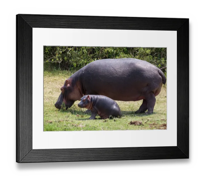 Framed Print : RF - Hippopotamus (Hippopotamus amphibius) with calf grazing, Queen Elizabeth National Park, Uganda. (This image may be licensed either as rights managed or royalty free.) Framed Print : RF - Hippopotamus (Hippopotamus amphibius) with calf grazing, Queen Elizabeth National Park, Uganda. (This image may be licensed either as rights managed or royalty free.)