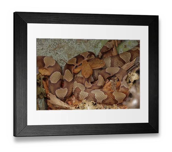 Framed Print : Two Northern copperheads (Agkistrodon contortrix mokasen) basking together, Maryland, USA. July Framed Print : Two Northern copperheads (Agkistrodon contortrix mokasen) basking together, Maryland, USA. July