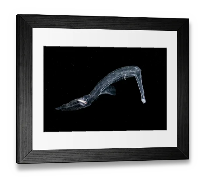 Framed Print : Sea elephant (Pterotrachea coronata) portrait, a predatory pelagic mollusk. This individual was encountered in a shallow bay. It was alive and swimming, but in poor condition Framed Print : Sea elephant (Pterotrachea coronata) portrait, a predatory pelagic mollusk. This individual was encountered in a shallow bay. It was alive and swimming, but in poor condition