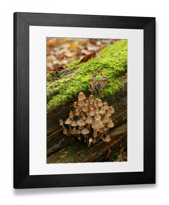 Framed Print : Clustered bonnet (Mycena inclinata) growing on rotting Beech stump, Ebernoe, Sussex, England, UK. November Framed Print : Clustered bonnet (Mycena inclinata) growing on rotting Beech stump, Ebernoe, Sussex, England, UK. November