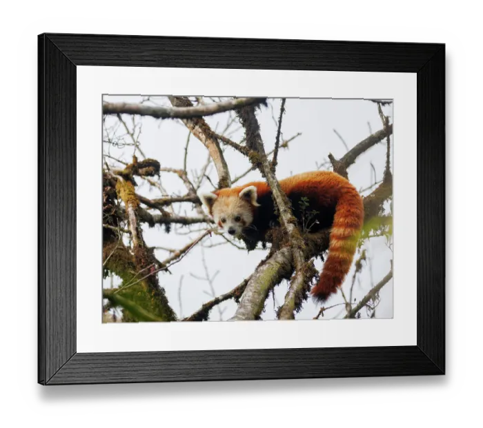 Framed Print : Red panda (Ailurus fulgens) looking down from tree, Singalila National Park, Himalayas, Nepal. Endangered Framed Print : Red panda (Ailurus fulgens) looking down from tree, Singalila National Park, Himalayas, Nepal. Endangered