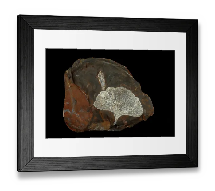 Framed Print : Fossilised Ginko leaf (Gingko cranei), Paleocene, Morton county, North Dakota, USA Framed Print : Fossilised Ginko leaf (Gingko cranei), Paleocene, Morton county, North Dakota, USA