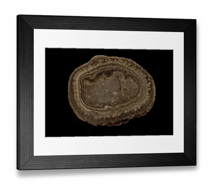 Framed Print : Fossil Oncolite Stromatolite, Cyanobacteria from Lady of Angels Lake, Chihuahua, Mexico, Upper Cretaceous period Framed Print : Fossil Oncolite Stromatolite, Cyanobacteria from Lady of Angels Lake, Chihuahua, Mexico, Upper Cretaceous period