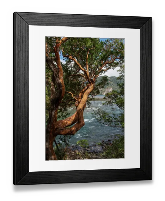 Framed Print : Chilean myrtle (Luma apiculata) trees on the banks of Menendez River, Los Alerces National Park, UNESCO World Heritage Site, Argentina, Patagonia Framed Print : Chilean myrtle (Luma apiculata) trees on the banks of Menendez River, Los Alerces National Park, UNESCO World Heritage Site, Argentina, Patagonia