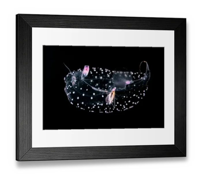 Framed Print : Predatory snail (Pterosoma planum) portrait, with pink proboscis mouth and two eyes also visible, Shizuoka Prefecture, Japan, Pacific Ocean Framed Print : Predatory snail (Pterosoma planum) portrait, with pink proboscis mouth and two eyes also visible, Shizuoka Prefecture, Japan, Pacific Ocean