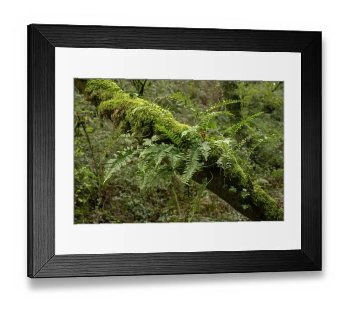Framed Print : Common polypody fern (Polypodium vulgare) on Oak tree (Quercus sp.) in temperate rainforest, Tintagel, Cornwall, England, UK. November Framed Print : Common polypody fern (Polypodium vulgare) on Oak tree (Quercus sp.) in temperate rainforest, Tintagel, Cornwall, England, UK. November