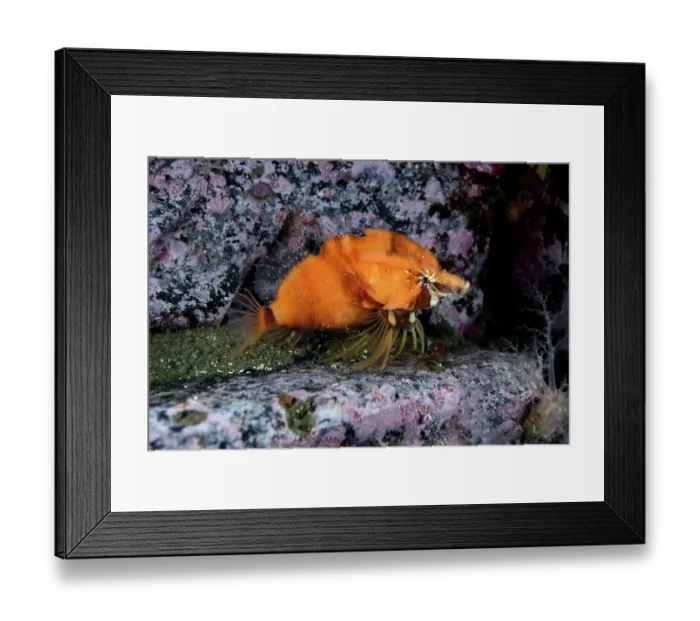 Framed Print : Nihon grunt sculpin (Rhamphocottus nagaakii) portrait, Miyagi Prefecture, Japan, Pacific Ocean