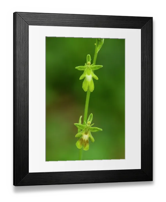 Framed Print : Green fly orchid (Ophrys insectifera var. ochroleuca), Yockeltt's Bank, Kent, England, UK. June Framed Print : Green fly orchid (Ophrys insectifera var. ochroleuca), Yockeltt's Bank, Kent, England, UK. June
