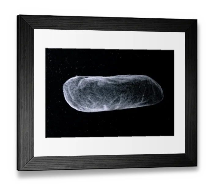 Framed Print : Red lionfish (Pterois volitans) egg raft, around 10cms in length, floating in ocean, Kagoshima Prefecture, Japan, Pacific Ocean Framed Print : Red lionfish (Pterois volitans) egg raft, around 10cms in length, floating in ocean, Kagoshima Prefecture, Japan, Pacific Ocean