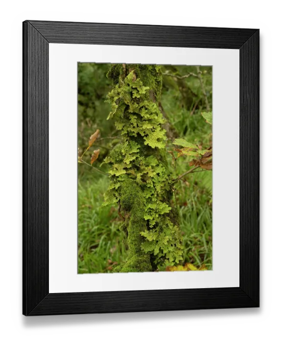 Framed Print : Tree lungwort lichen (Lobaria pulmonaria) growing on tree in temperate rainforest, Dizzard, Cornwall, England, UK. October Framed Print : Tree lungwort lichen (Lobaria pulmonaria) growing on tree in temperate rainforest, Dizzard, Cornwall, England, UK. October