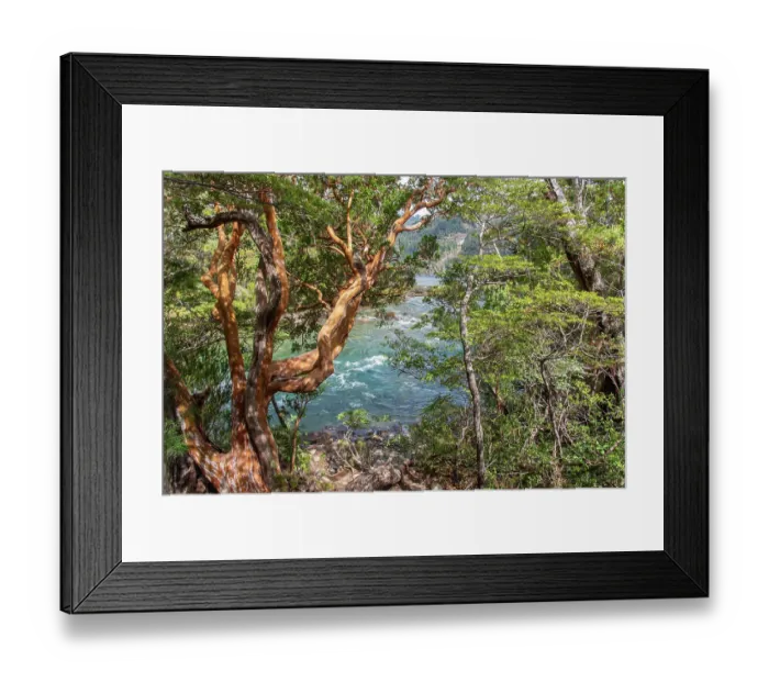 Framed Print : Chilean myrtle (Luma apiculata) trees on the banks of Menendez River, Los Alerces National Park, UNESCO World Heritage Site, Argentina, Patagonia Framed Print : Chilean myrtle (Luma apiculata) trees on the banks of Menendez River, Los Alerces National Park, UNESCO World Heritage Site, Argentina, Patagonia