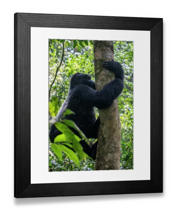 Framed Print : Mountain gorilla (Gorilla beringei beringei) climbing up tree, Bwindi Impenetrable Forest, Uganda. Endangered Framed Print : Mountain gorilla (Gorilla beringei beringei) climbing up tree, Bwindi Impenetrable Forest, Uganda. Endangered