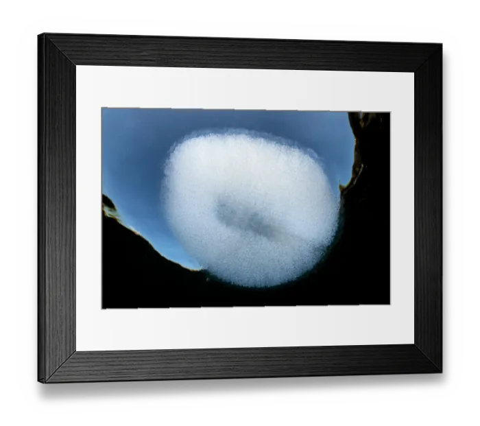 Framed Print : Egg mass of a Giant cusk-eel (Spectrunculus grandis) floating at the ocean surface, Shizuoka Prefecture, Japan, Pacific Ocean Framed Print : Egg mass of a Giant cusk-eel (Spectrunculus grandis) floating at the ocean surface, Shizuoka Prefecture, Japan, Pacific Ocean