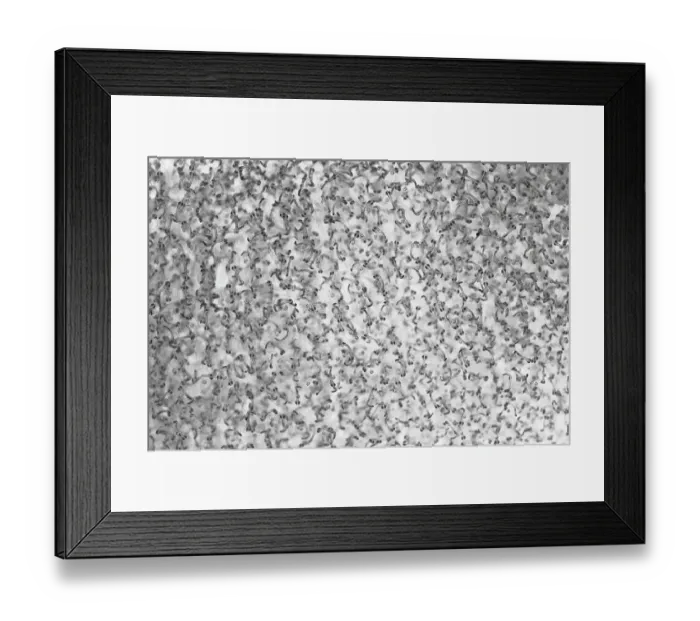 Framed Print : Close-up view of egg mass of Giant cusk-eel (Spectrunculus grandis) floating at the ocean surface. Each egg is less than 2mm in size Framed Print : Close-up view of egg mass of Giant cusk-eel (Spectrunculus grandis) floating at the ocean surface. Each egg is less than 2mm in size