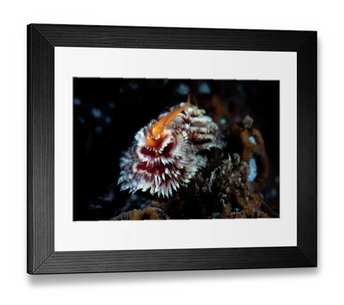 Framed Print : Christmas tree worm (Spirobranchus giganteus) female, engaged in broadcast spawning, sending a stream of orange eggs into the water, Kagoshima Prefecture, Japan, Pacific Ocean Framed Print : Christmas tree worm (Spirobranchus giganteus) female, engaged in broadcast spawning, sending a stream of orange eggs into the water, Kagoshima Prefecture, Japan, Pacific Ocean