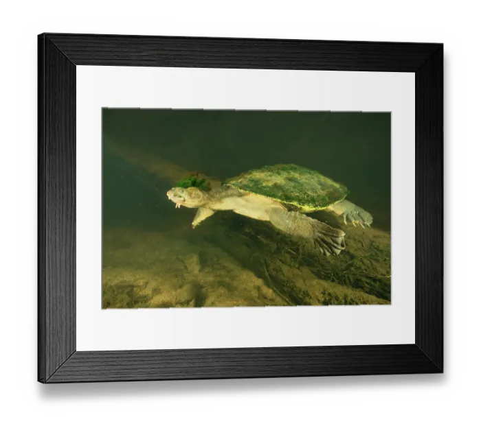 Framed Print : Mary River turtle (Elusor macrurus) male, swimming over riverbed, Queensland, Australia. Endangered Framed Print : Mary River turtle (Elusor macrurus) male, swimming over riverbed, Queensland, Australia. Endangered