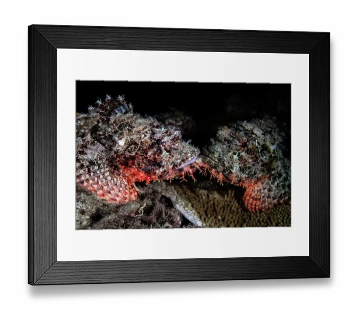 Framed Print : Weedy stingfish (Scorpaenopsis cirrosa) pair, prior to spawning, portrait, male on the left. Kagoshima Prefecture, Japan, Pacific Ocean Framed Print : Weedy stingfish (Scorpaenopsis cirrosa) pair, prior to spawning, portrait, male on the left. Kagoshima Prefecture, Japan, Pacific Ocean