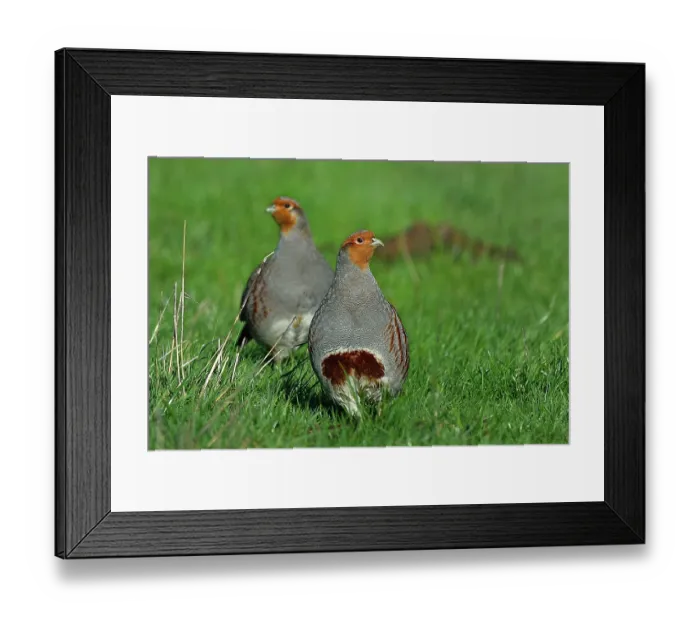 Framed Print : RF - Two Grey partridges (Perdix perdix) standing on grass, Vendee, France. January. (This image may be licensed either as rights managed or royalty free.) Framed Print : RF - Two Grey partridges (Perdix perdix) standing on grass, Vendee, France. January. (This image may be licensed either as rights managed or royalty free.)