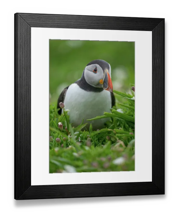 Framed Print : Atlantic puffin (Fratercula arctica) portrait, Skomer Island, Pembrokeshire, Wales, UK. April Framed Print : Atlantic puffin (Fratercula arctica) portrait, Skomer Island, Pembrokeshire, Wales, UK. April