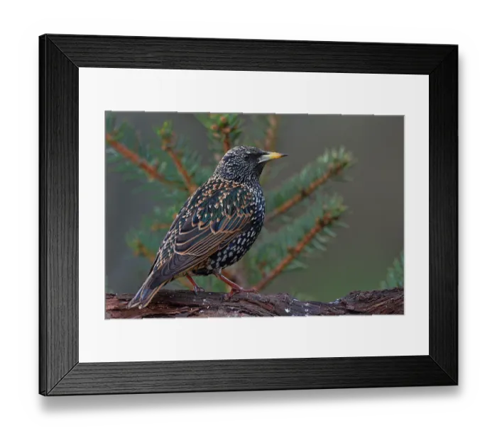 Framed Print : Common starling (Sturnus vulgaris) perched on a branch, Vendee, France. January Framed Print : Common starling (Sturnus vulgaris) perched on a branch, Vendee, France. January