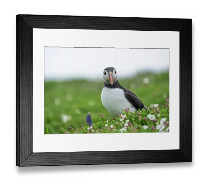 Framed Print : Atlantic puffin (Fratercula arctica) perched among wildflowers, Skomer Island, Pembrokeshire, Wales, UK. April Framed Print : Atlantic puffin (Fratercula arctica) perched among wildflowers, Skomer Island, Pembrokeshire, Wales, UK. April