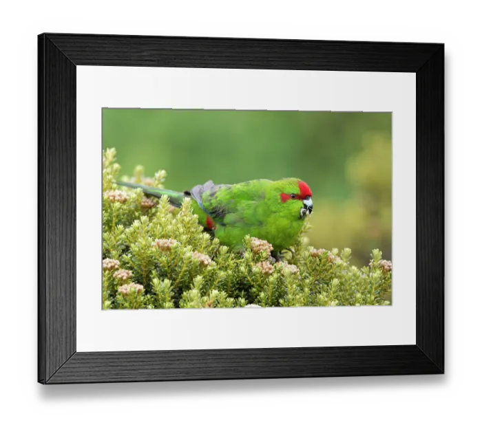 Framed Print : Red-crowned parakeet (Cyanoramphus novaezelandiae) feeding on Mountain cottonwood (Cassinia vauvilliersii), Enderby Island, Auckland Island Archipelago Framed Print : Red-crowned parakeet (Cyanoramphus novaezelandiae) feeding on Mountain cottonwood (Cassinia vauvilliersii), Enderby Island, Auckland Island Archipelago