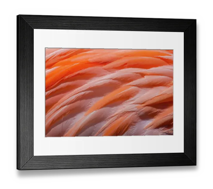 Framed Print : Greater flamingo (Phoenicopterus ruber) feathers detail, Bonaire, The Caribbean Framed Print : Greater flamingo (Phoenicopterus ruber) feathers detail, Bonaire, The Caribbean
