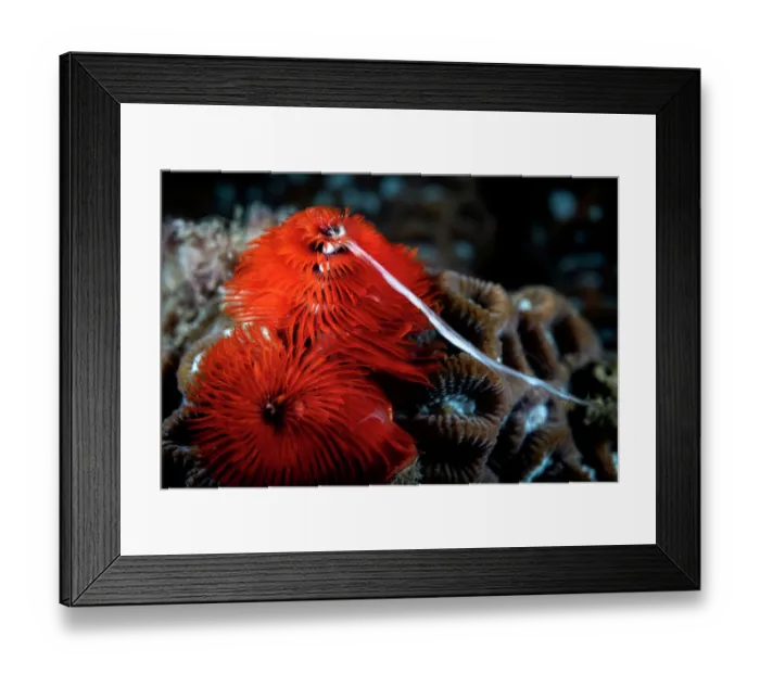 Framed Print : Christmas tree worm (Spirobranchus giganteus) male, engaged in broadcast spawning, sending a stream of sperm into the water Framed Print : Christmas tree worm (Spirobranchus giganteus) male, engaged in broadcast spawning, sending a stream of sperm into the water