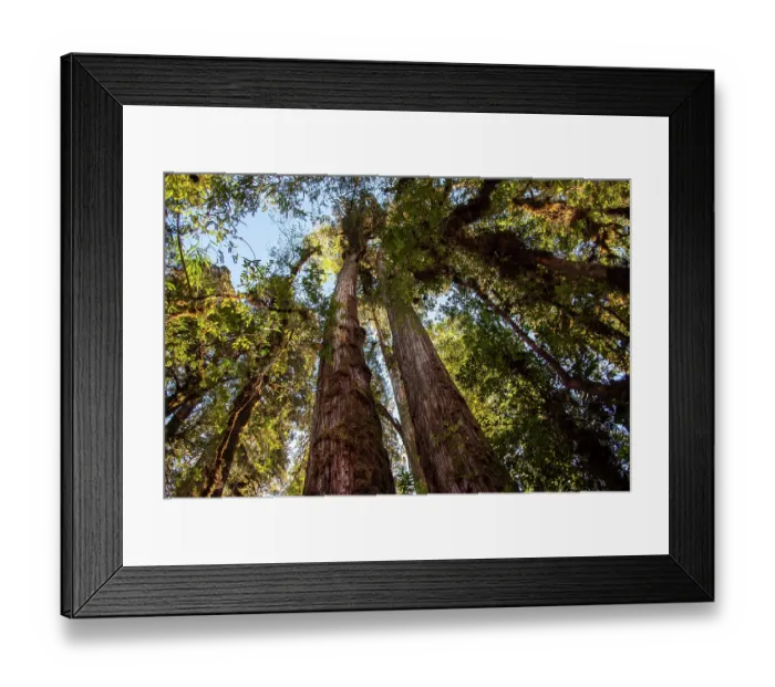 Framed Print : Ancient Alerce trees (Fitzroya cupressoides), Pumalin National Park, Patagonia, Chile Framed Print : Ancient Alerce trees (Fitzroya cupressoides), Pumalin National Park, Patagonia, Chile