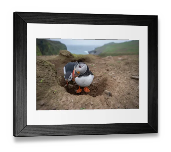 Framed Print : Atlantic puffins (Fratercula arctica) pair at entrance to nest burrow, Skomer Island, Pembrokeshire, Wales, UK. April Framed Print : Atlantic puffins (Fratercula arctica) pair at entrance to nest burrow, Skomer Island, Pembrokeshire, Wales, UK. April