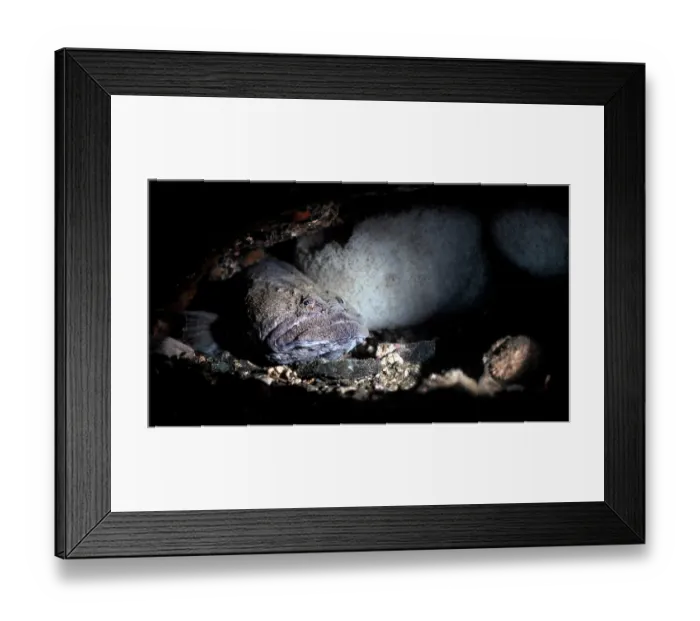 Framed Print : Long shanny (Stichaeus grigorjewi) male, guarding two clutches of eggs, Miyagi Prefecture, Japan, Pacific Ocean Framed Print : Long shanny (Stichaeus grigorjewi) male, guarding two clutches of eggs, Miyagi Prefecture, Japan, Pacific Ocean