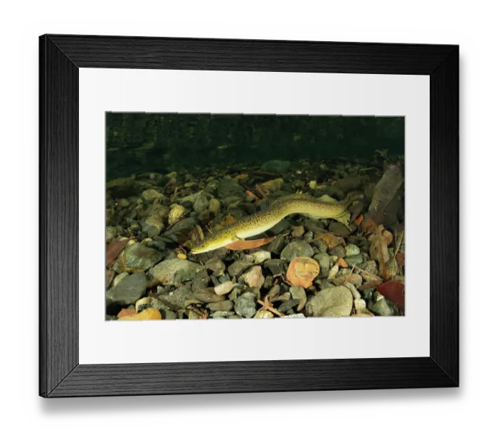 Framed Print : Longfin eel (Anguilla reinhardtii) swimming over stony riverbed, Daintree River tributary, Queensland, Australia Framed Print : Longfin eel (Anguilla reinhardtii) swimming over stony riverbed, Daintree River tributary, Queensland, Australia