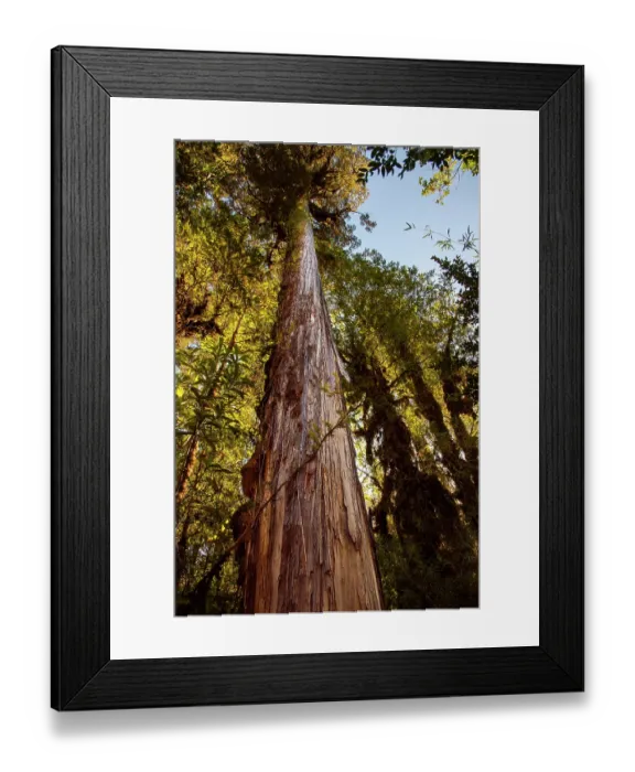 Framed Print : Ancient Alerce tree (Fitzroya cupressoides), Pumalin National Park, Patagonia, Chile Framed Print : Ancient Alerce tree (Fitzroya cupressoides), Pumalin National Park, Patagonia, Chile