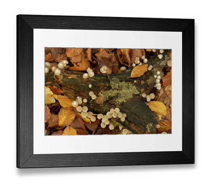 Framed Print : Common bonnet fungi (Mycena galericulata) view from above, growing on branch, Beechwood, Surrey, England. UK. November Framed Print : Common bonnet fungi (Mycena galericulata) view from above, growing on branch, Beechwood, Surrey, England. UK. November