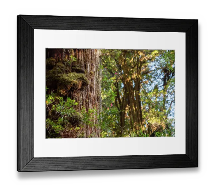 Framed Print : Ancient Alerce tree (Fitzroya cupressoides), Pumalin National Park, Patagonia, Chile Framed Print : Ancient Alerce tree (Fitzroya cupressoides), Pumalin National Park, Patagonia, Chile
