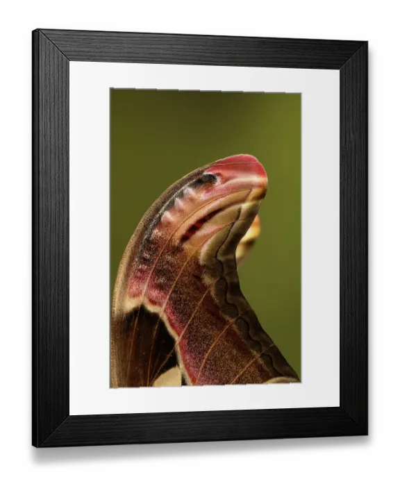 Framed Print : Atlas moth (Attacus atlas) wing tip detail showing 'snake head' warning pattern. Captive Framed Print : Atlas moth (Attacus atlas) wing tip detail showing 'snake head' warning pattern. Captive