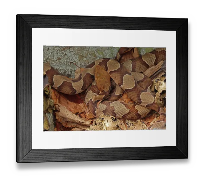 Framed Print : Two Northern copperheads (Agkistrodon contortrix mokasen) basking together, Maryland, USA. July Framed Print : Two Northern copperheads (Agkistrodon contortrix mokasen) basking together, Maryland, USA. July