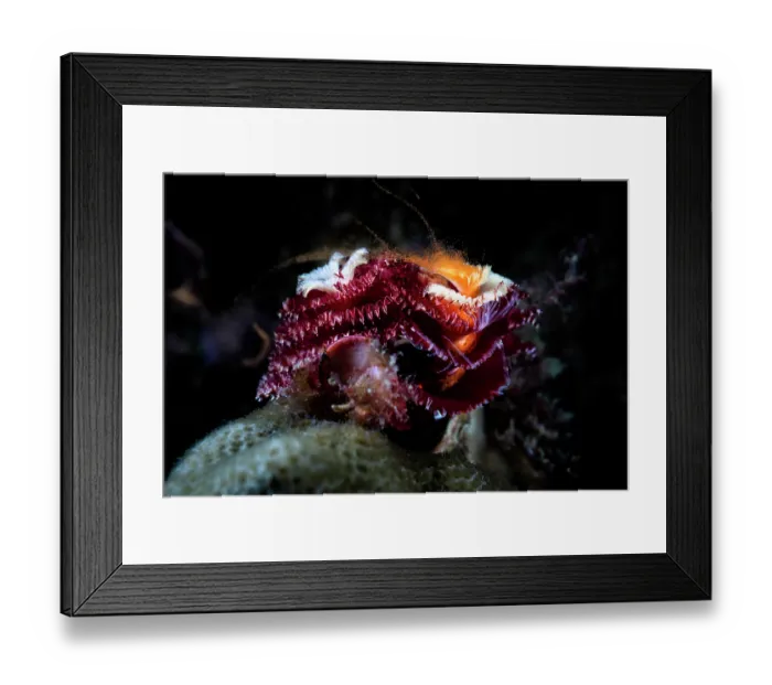 Framed Print : Christmas tree worm (Spirobranchus giganteus) female, engaged in broadcast spawning, sending a stream of orange eggs into the water Framed Print : Christmas tree worm (Spirobranchus giganteus) female, engaged in broadcast spawning, sending a stream of orange eggs into the water