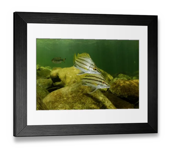 Framed Print : Two Silver grunters (Mesopristes argenteus) juveniles, swimming over creek bed, Noah Creek, North Queensland, Australia Framed Print : Two Silver grunters (Mesopristes argenteus) juveniles, swimming over creek bed, Noah Creek, North Queensland, Australia