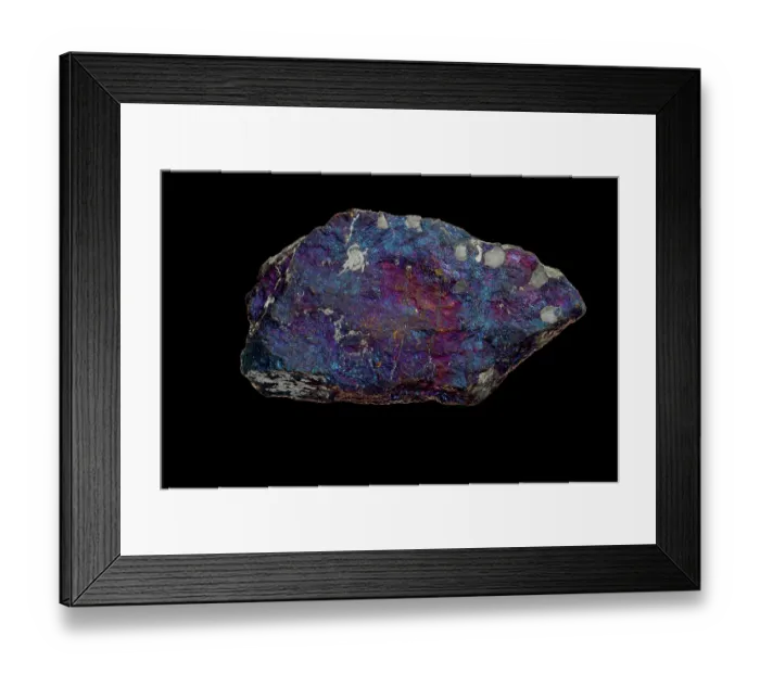 Framed Print : Bornite, Cu5FeS4, Copper iron sulfide, 'Peacock Ore', Zacatecas, Mexico Framed Print : Bornite, Cu5FeS4, Copper iron sulfide, 'Peacock Ore', Zacatecas, Mexico